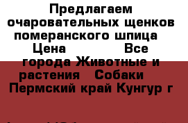 Предлагаем очаровательных щенков померанского шпица › Цена ­ 15 000 - Все города Животные и растения » Собаки   . Пермский край,Кунгур г.